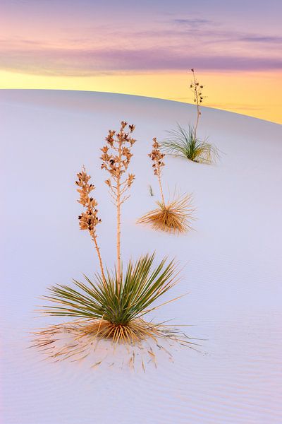 White Sands National Monument, New Mexico, USA par Henk Meijer Photography