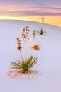 Soaptree Yucca's in White Sands National Monument van Henk Meijer Photography thumbnail