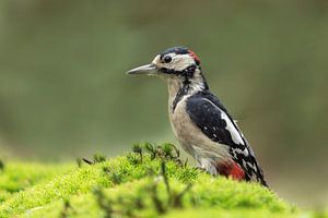 Grote bonte specht van Eva Bos