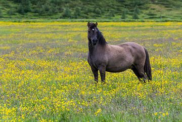 IJslands paard in een gele weide. van Daan Kloeg