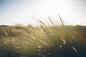 zone de dunes Pays-Bas sur Paul Jespers