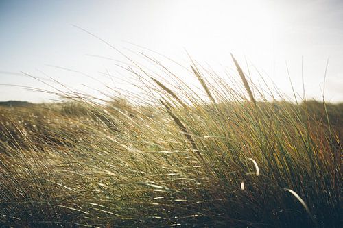 duinengebied nederland