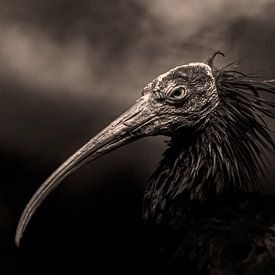 Ik ben maar een vogel.... van Dinu Szabo