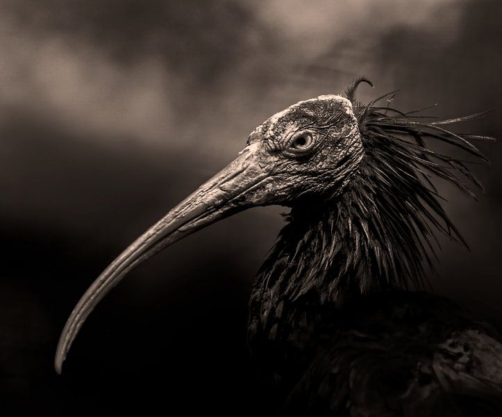 I&#039;m just a bird.... von Dinu Szabo