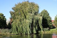 Full green weeping willow