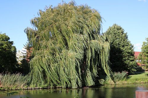 Volle groene treurwilg