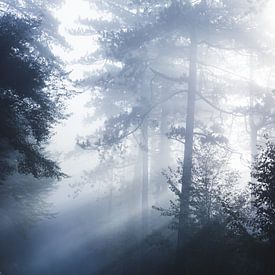 Sonnenstrahlen scheinen durch nebligen Wald von Patrik Lovrin