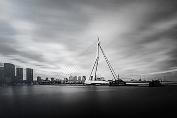 The Swan