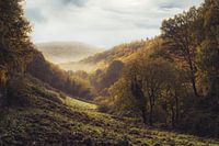 Hurtgen forest