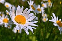 Margerite (Leucanthemum vulgare)