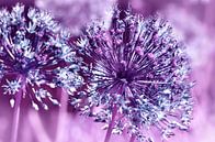 Allium van Violetta Honkisz thumbnail