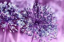 Allium by Violetta Honkisz
