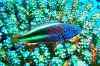 Forsters Korallenwächter, Büschelbarsch