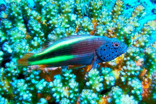 Forster's coral guardian, tufted perch