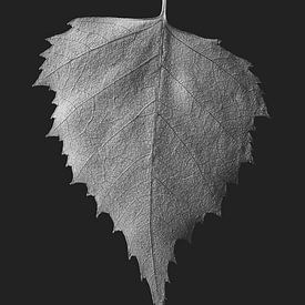 Blatt: Herz (schwarz und weiß) von Immerse Visuals