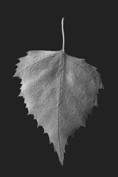 Feuille : Coeur (noir et blanc) par Immerse Visuals