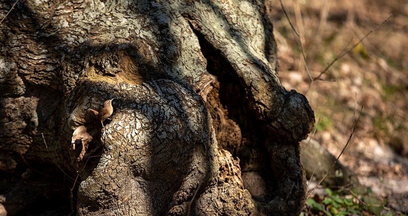 Little sparrow on a tree in the sunlight by Percy's fotografie