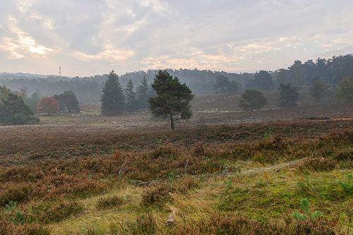 schapen bij zonsopkomst