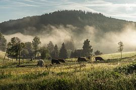 Autumn idyll in the Black Forest