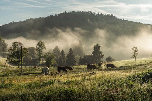 La Forêt-Noire idyllique en automne sur Conny Pokorny