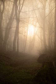 Wald Hohenstein8 von Lorant Petrik
