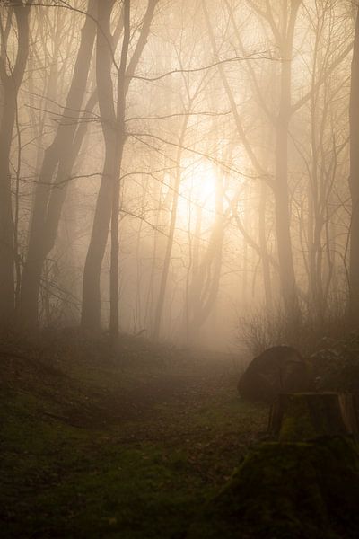 Hohenstein Forest8 by Lorant Petrik