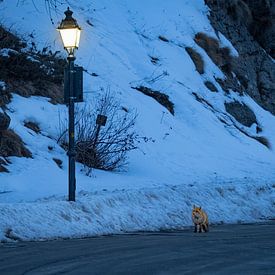 Fox and lantern by Sam Mannaerts