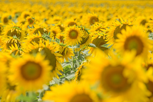 Sonnenblumen in „La douce France“ Aube von Blond Beeld