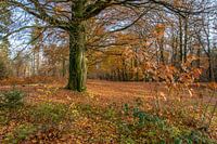 Herfst in het bos ( autumn in the forest)