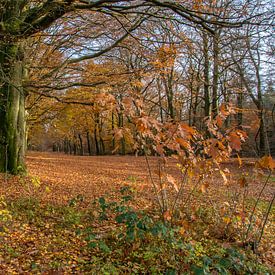 Herfst in het bos ( autumn in the forest) van Helma de With