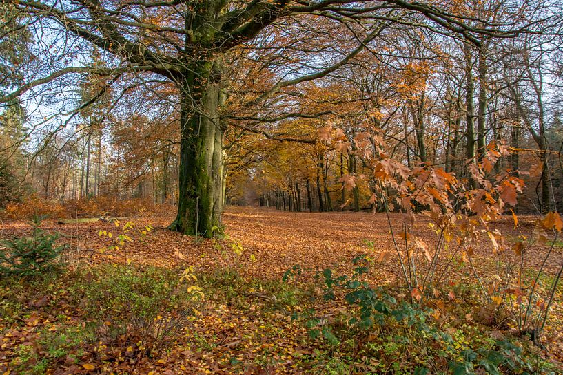 Herfst in het bos ( autumn in the forest) von Helma de With