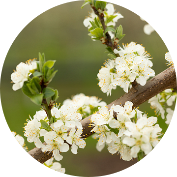 Bloesem van de zoete pruim