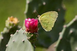 Zitronenfalter auf einer Kaktusblüte