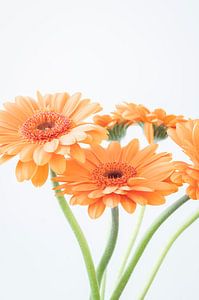 Zarte pastellfarbene Gerbera' s - sonniges Stillleben Natur- und Reisefotografie