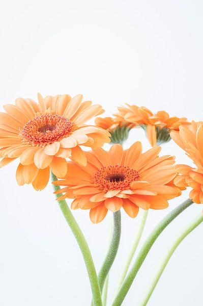 Soft pastel orange gerbera' s - sunny still life nature and travel photography by Christa Stroo photography