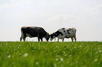 Wie is de baas?
