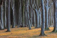 Baumstämme im Gespensterwald