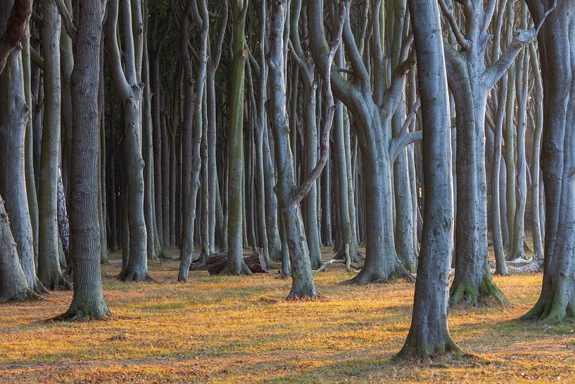 Baumstämme im Gespensterwald von Sven-Erik Arndt