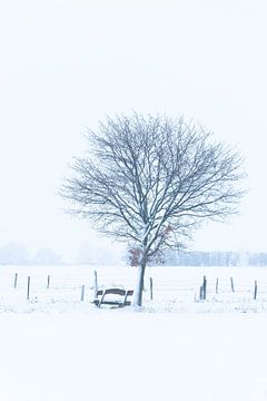 Een boom en een bankje in de sneeuw van SonjaFoersterPhotography