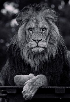 Lion africain