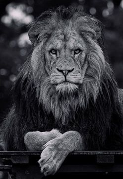African lion by Wouter Van der Zwan