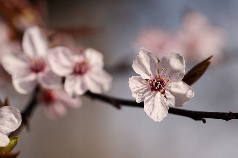 Blue Sky by Gerda Hoogerwerf