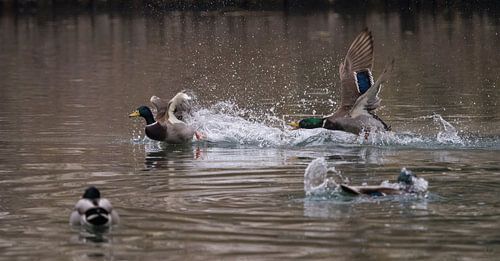 Wilde eenden in actie in het wild