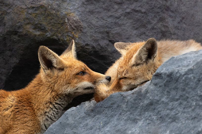 Babyfuchs weckt Schwester zum Spielen zwischen Steinen auf von Ria van den Broeke