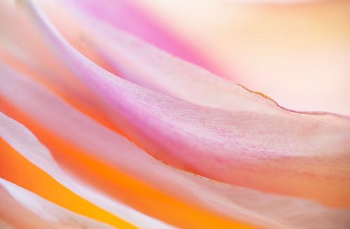 Botanical summer vibes (abstract photo of petals in summery colours) by Birgitte Bergman
