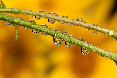 zonnebloemen door regendruppels