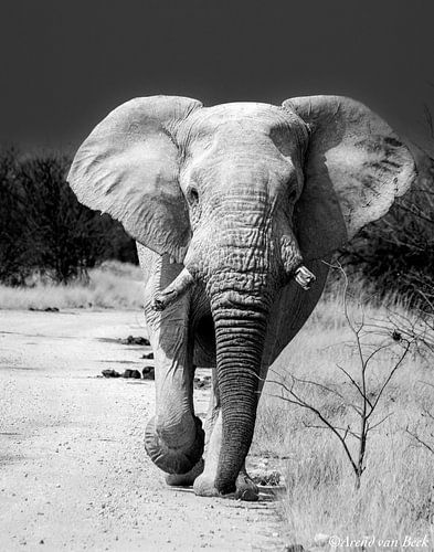 Elephant, too much attention.