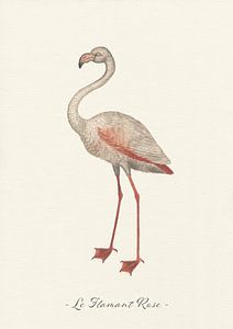 Le Flamant Rose