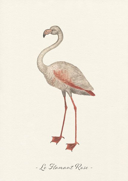 Le Flamant Rose von Walljar
