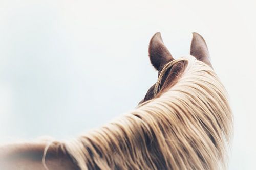 Paard Serene Contemplatie Het Stille Paardenportret